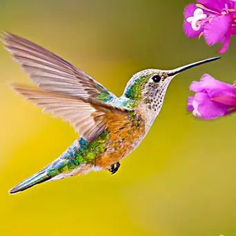 The Hummingbird MOD APK v1.1.8 (Unlocked + All Features) Icon